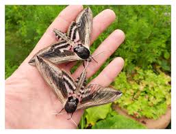 Attēlu rezultāti vaicājumam “Sphinx ligustri”