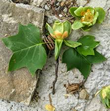 Attēlu rezultāti vaicājumam “Liriodendron tulipifera leaf”