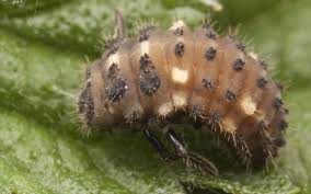 Attēlu rezultāti vaicājumam “Coccinella septempunctata larva”