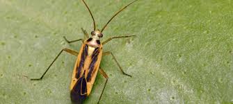 Attēlu rezultāti vaicājumam “Stenotus binotatus”