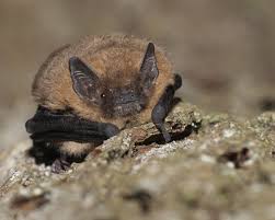 Attēlu rezultāti vaicājumam “Pipistrellus nathusii”