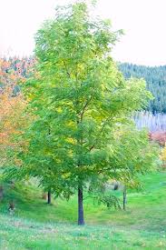 Attēlu rezultāti vaicājumam “Juglans nigra”