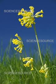 Image result for Primula veris