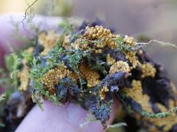 Attēlu rezultāti vaicājumam “Badhamia capsulifera var. arborea”