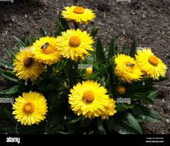 Image result for Strohblume
