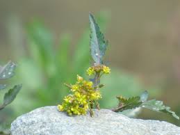 Attēlu rezultāti vaicājumam “Rorippa palustris fruit”