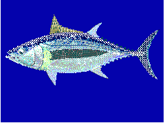 Image result for Thunnus alalunga