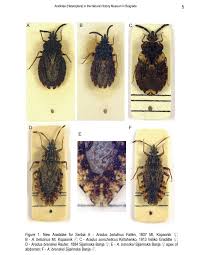 Attēlu rezultāti vaicājumam “Aradus betulae”