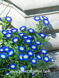 Image result for Convolvulus tricolor
