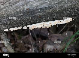 Attēlu rezultāti vaicājumam “Postia leucomallella”