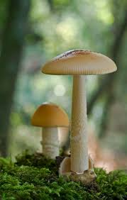 Attēlu rezultāti vaicājumam “Amanita crocea”