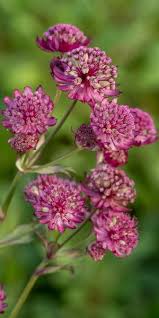 Image result for Astrantia majon `Abbey Road`