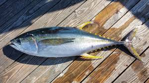 Image result for Thunnus atlanticus