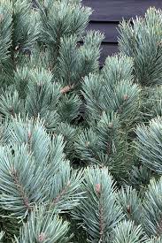 Attēlu rezultāti vaicājumam “Pinus sylvestris var. turfosa”