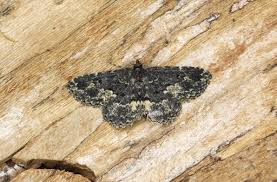 Attēlu rezultāti vaicājumam “Parascotia fuliginaria”