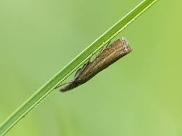 Attēlu rezultāti vaicājumam “Platytes alpinella”