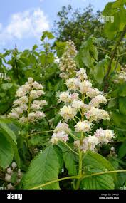 Attēlu rezultāti vaicājumam “Aesculus hippocastanum flower”
