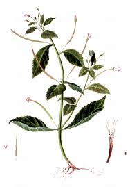 Attēlu rezultāti vaicājumam “Epilobium roseum”
