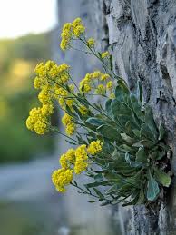 Image result for Alyssum saxatile