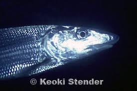 Image result for Albula glossodonta