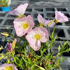 Image result for Nachtkerze