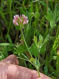 Attēlu rezultāti vaicājumam “Trifolium spadiceum flower”