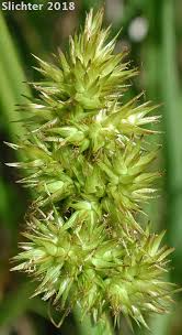 Attēlu rezultāti vaicājumam “Carex loliacea fruit”