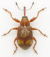 Attēlu rezultāti vaicājumam “Brachonyx pineti”