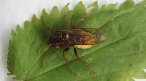 Attēlu rezultāti vaicājumam “Cimbicidae”