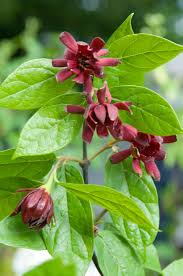 Attēlu rezultāti vaicājumam “Calycanthus floridus”
