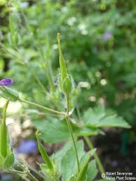 Attēlu rezultāti vaicājumam “Geranium sylvaticum bud”