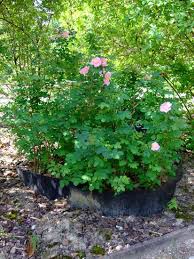 Attēlu rezultāti vaicājumam “Rosa majalis”