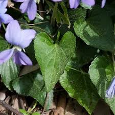 Attēlu rezultāti vaicājumam “Siphoptychium violaceum”