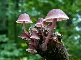 Attēlu rezultāti vaicājumam “Mycena haematopus”