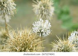 Attēlu rezultāti vaicājumam “Echinops sphaerocephalus”