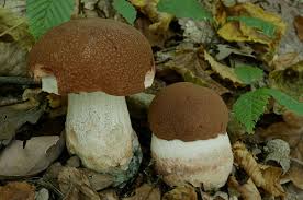 Attēlu rezultāti vaicājumam “Leccinum aurantiacum”