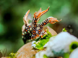 ผลการค้นหารูปภาพสำหรับ Bornella Anguilla