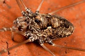 Attēlu rezultāti vaicājumam “Lophopilio palpinalis”