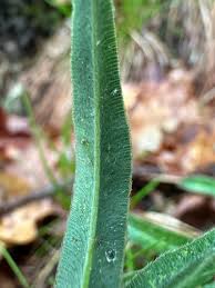 Attēlu rezultāti vaicājumam “Trifolium alpestre leaf”