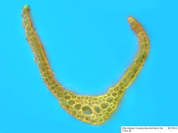 Attēlu rezultāti vaicājumam “Dicranum viride”