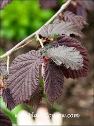 Attēlu rezultāti vaicājumam “Corylus avellana”