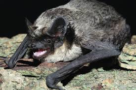 Attēlu rezultāti vaicājumam “Vespertilio murinus”