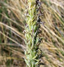 Attēlu rezultāti vaicājumam “Ammophila arenaria”