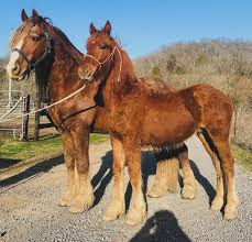 Image result for chestnut friesian