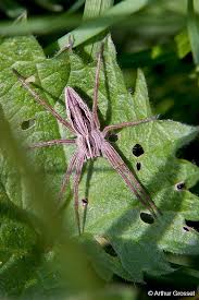 Attēlu rezultāti vaicājumam “Pisaura mirabilis cocoon”