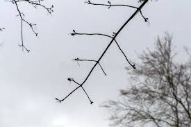 Attēlu rezultāti vaicājumam “Acer platanoides fo. schwedleri”