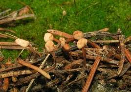 Attēlu rezultāti vaicājumam “Heyderia abietis”