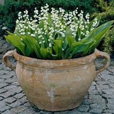 Attēlu rezultāti vaicājumam “Convallaria majalis bud”