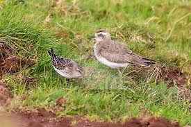 Image result for Charadrius asiaticus