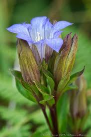 Image result for Campanula affinis